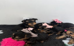 Yorkshire Terrier dogs for sale: Yorkshire Terrier Puppy 5 - 6 beautiful Yorkshire terriers  - Image 32