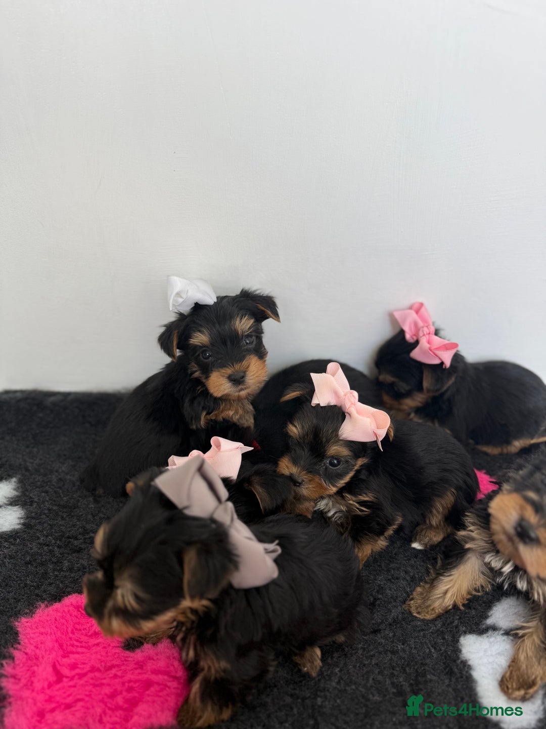 Yorkshire Terrier dogs for sale: Yorkshire Terrier Puppy 5 - 6 beautiful Yorkshire terriers  - Image 32