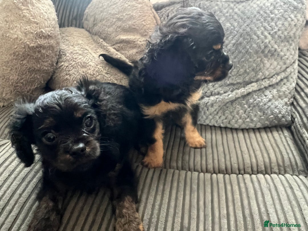 Cavapoo dogs for sale: Cavapoo x Cavalier - Image 14