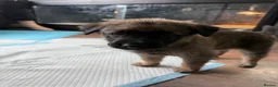 Mixed Breed dogs for sale: Beautiful malanois x german shepherd puppies - Advert 5