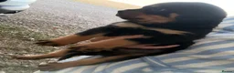Rottweiler dogs for sale: Beautiful Rottweiler Pups  - Advert 3