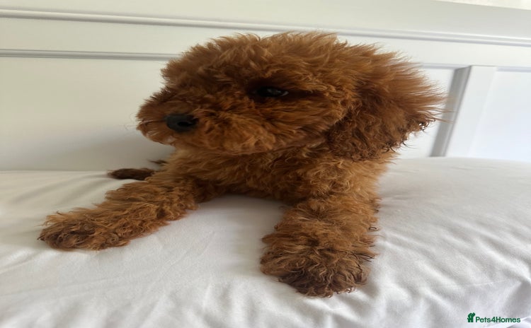 Cavapoo dogs - Advert 3