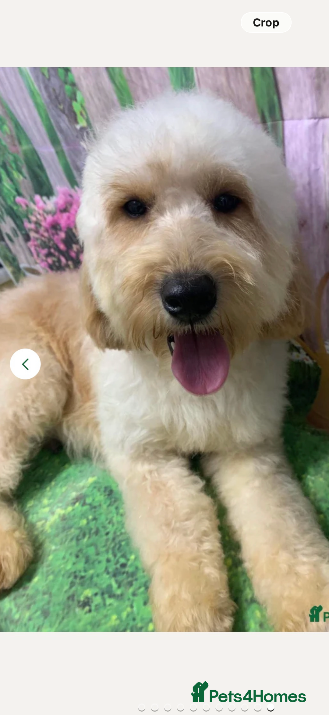 Goldendoodle dogs for sale: Merl goldendoodle puppy  - Advert 6