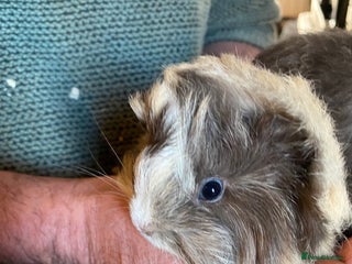 Guinea Pig rodents Peruvian Guinea pigs - Advert 18