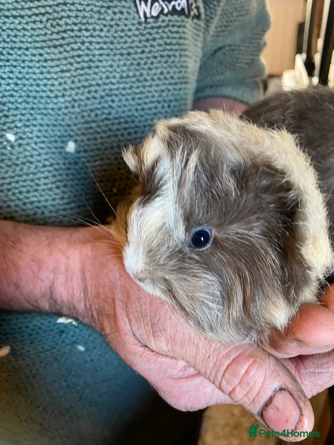 Guinea Pig rodents for sale: Peruvian Guinea pigs  - Advert 1