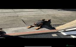 French Bulldog dogs for sale: French bulldog (bear) - Image 6