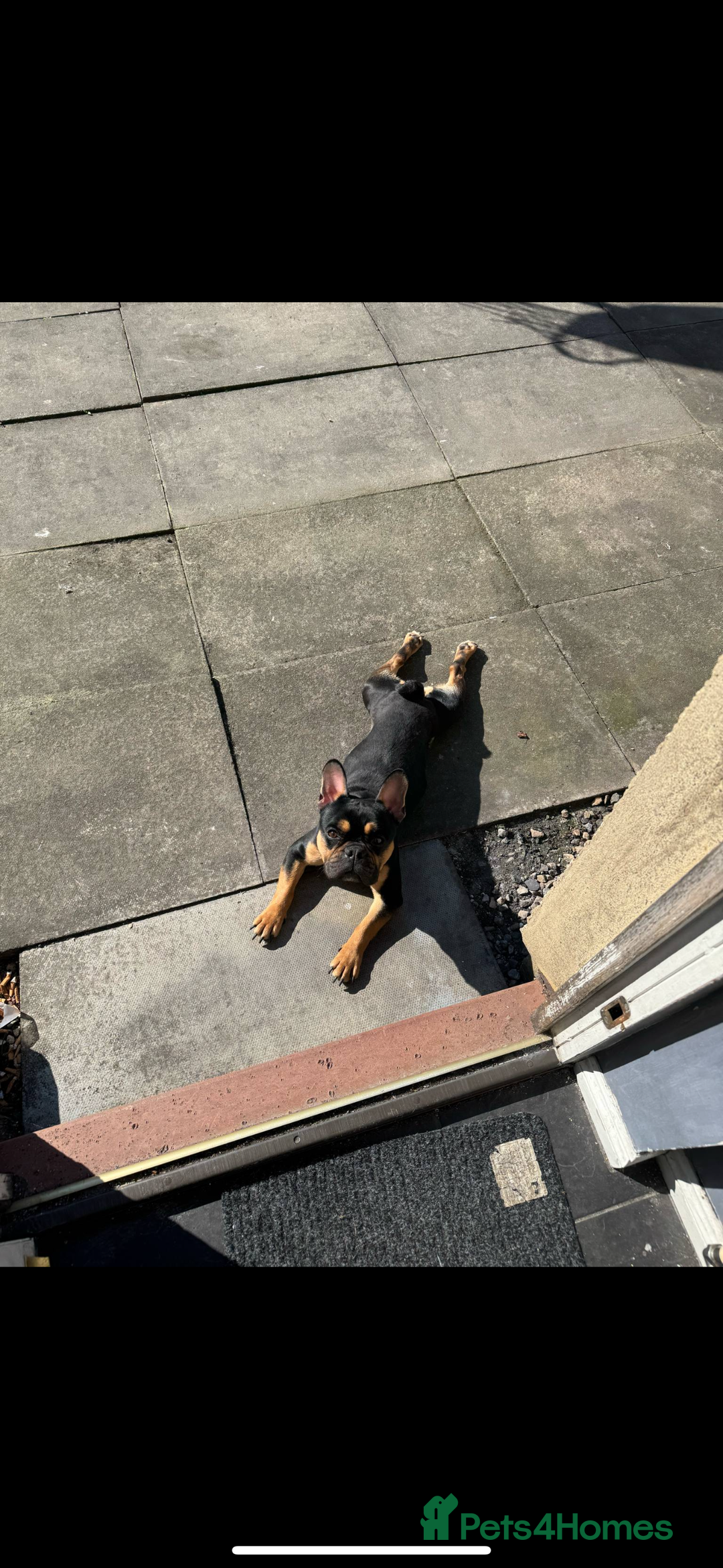 French Bulldog dogs for sale: French bulldog (bear) - Image 6