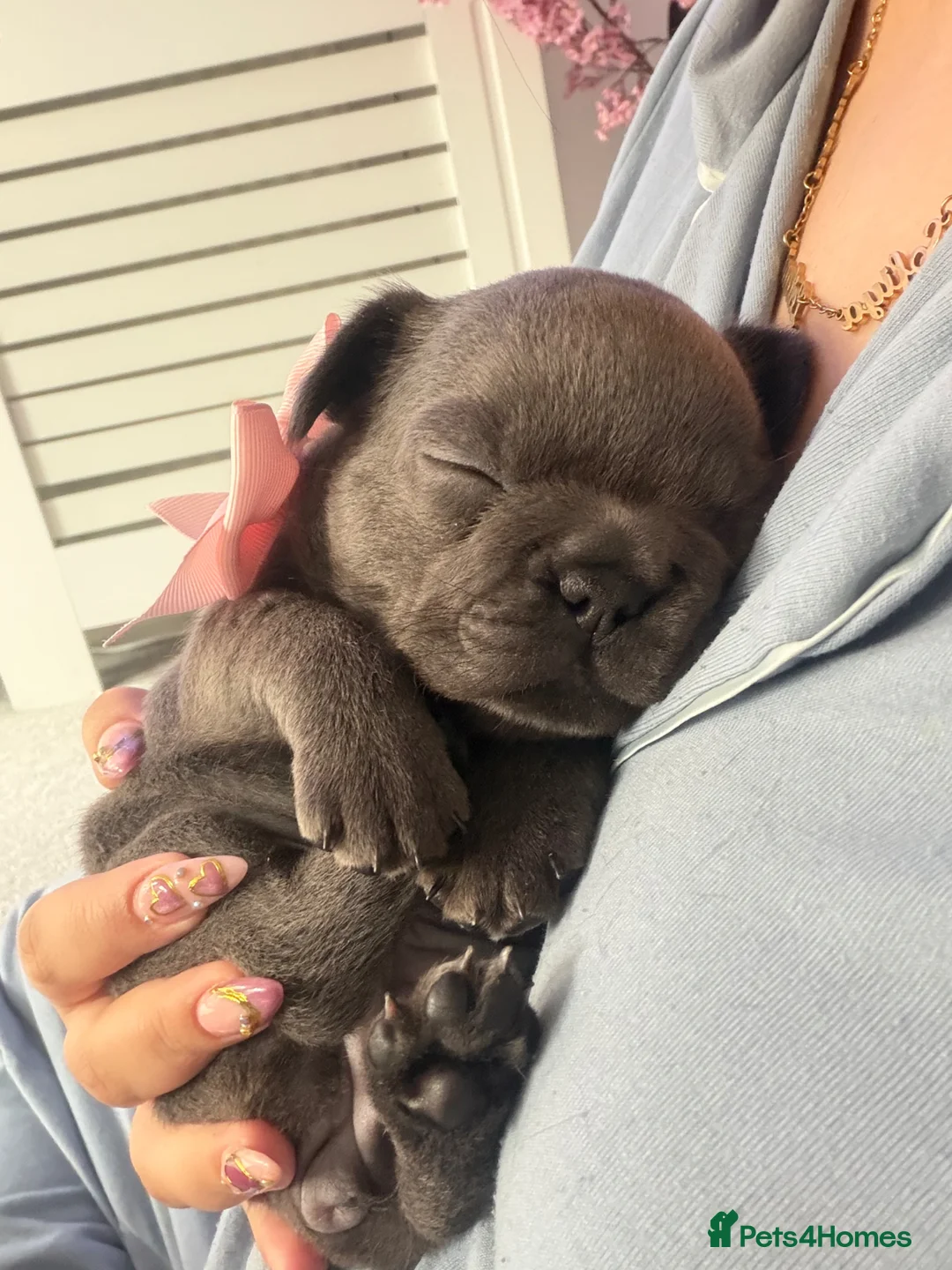 French Bulldog dogs for sale: 6 week French bulldog puppy  in Northampton - Advert 7