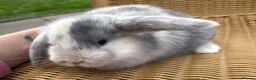 Mini Lop rabbits for sale: Gorgeous baby mini lops  - Advert 4