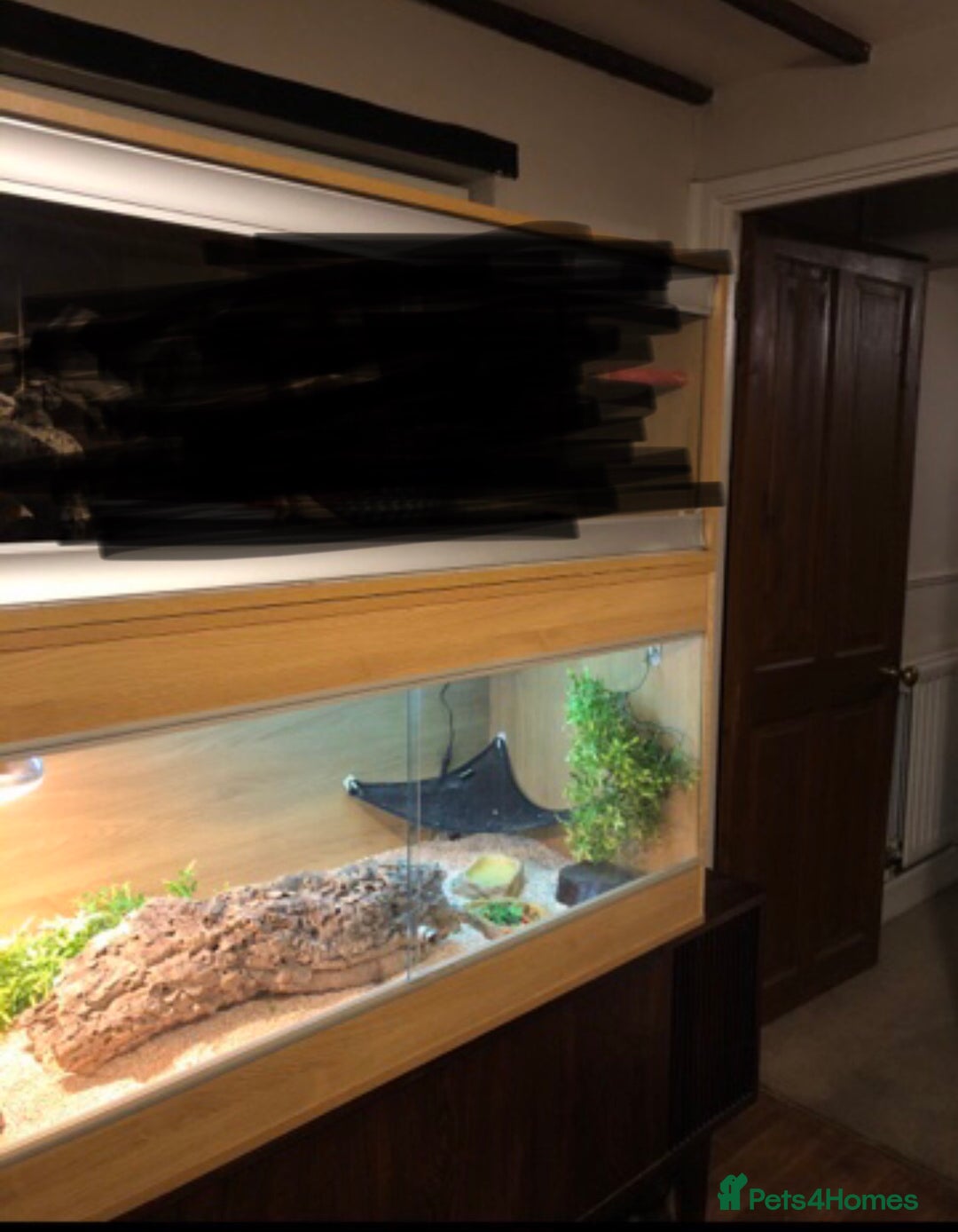 Corn Snake reptiles for sale: Female caramel motley corn  - Image 2