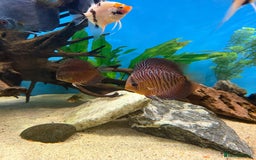Discus fish for sale: 10 discus for sale due to house move - Advert 5