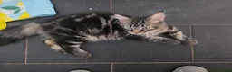 Maine Coon cats for sale: Ready now adorable maine coon Kittens 2 boys - Advert 27