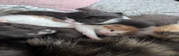 Mixed Breed cats for sale: 4 beautiful kittens up for adoption - Advert 5