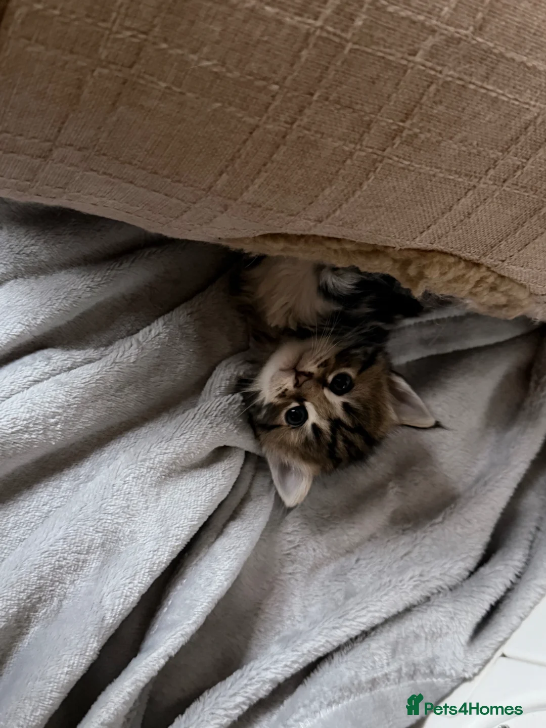 Maine Coon cats for sale: Maine coon kittens  in Brixham - Advert 2