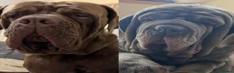 Neapolitan Mastiff dogs for sale: 2 Neapolitan mastiff puppies  - Advert 17
