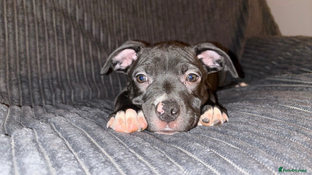 Mixed Breed dogs for sale: Staffy Cross puppy looking for forever home🏡 - Advert 3