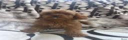Cavapoo dogs for sale: Cavapoo - Advert 20