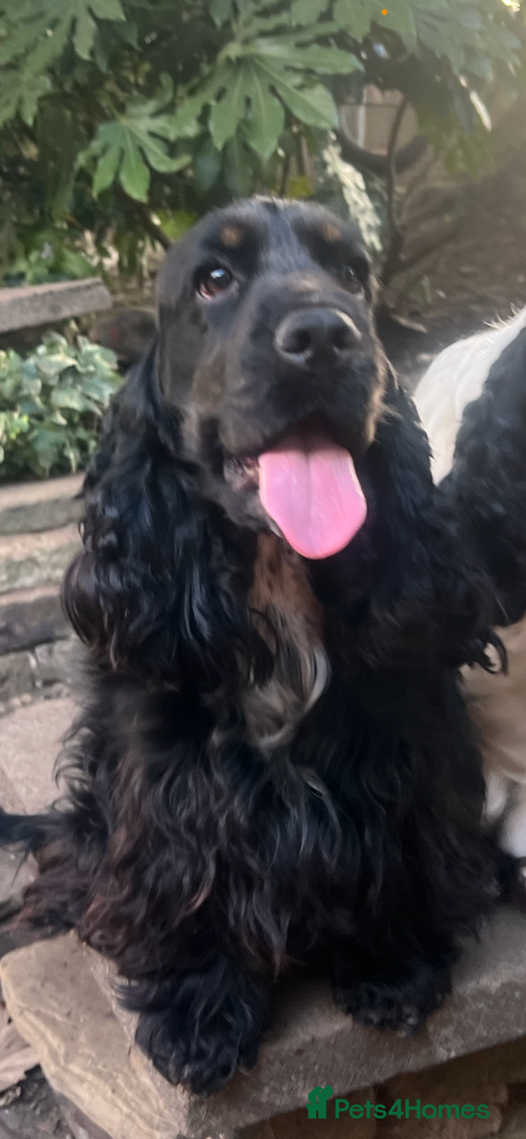 Cocker Spaniel dogs for sale: Beautiful Child friendly,calm show cocker spaniel  - Image 1