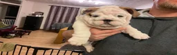 English Bulldog dogs for sale: English bulldogs - Advert 22