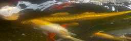 Pond Fish fish for sale: carp & goldfish  - Advert 6