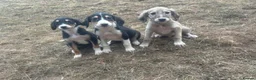 Saluki dogs for sale: Saluki puppy s  - Advert 19