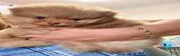 Pomeranian dogs for sale: 🧸 Exceptional Teddy Bear Boys  Rare Colours👑 - Advert 10