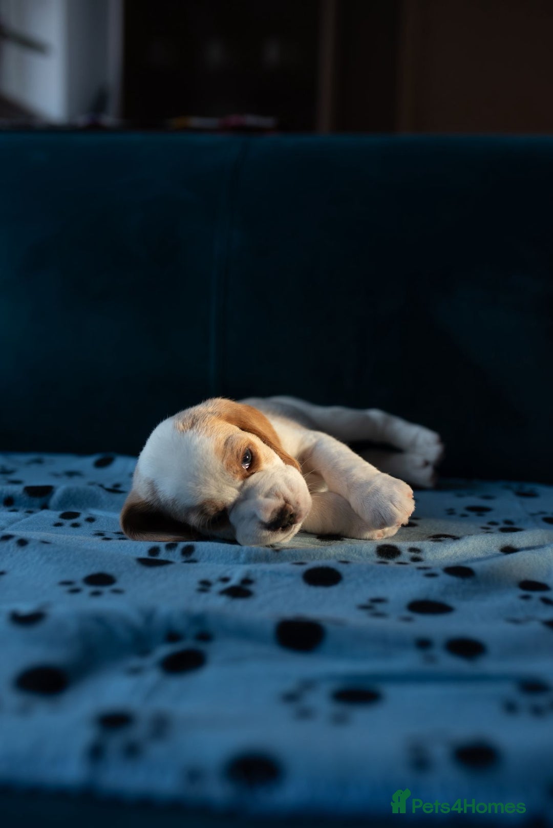 Beagle dogs for sale: Adorable Beagle Puppies for Sale - Advert 11