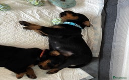Rottweiler dogs for sale: Gorgeous girl Rottie pups - Image 9