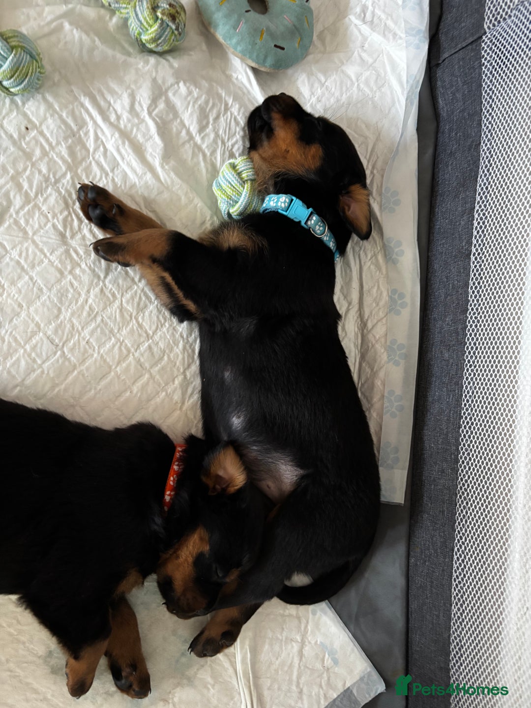 Rottweiler dogs for sale: Gorgeous girl Rottie pups - Image 9