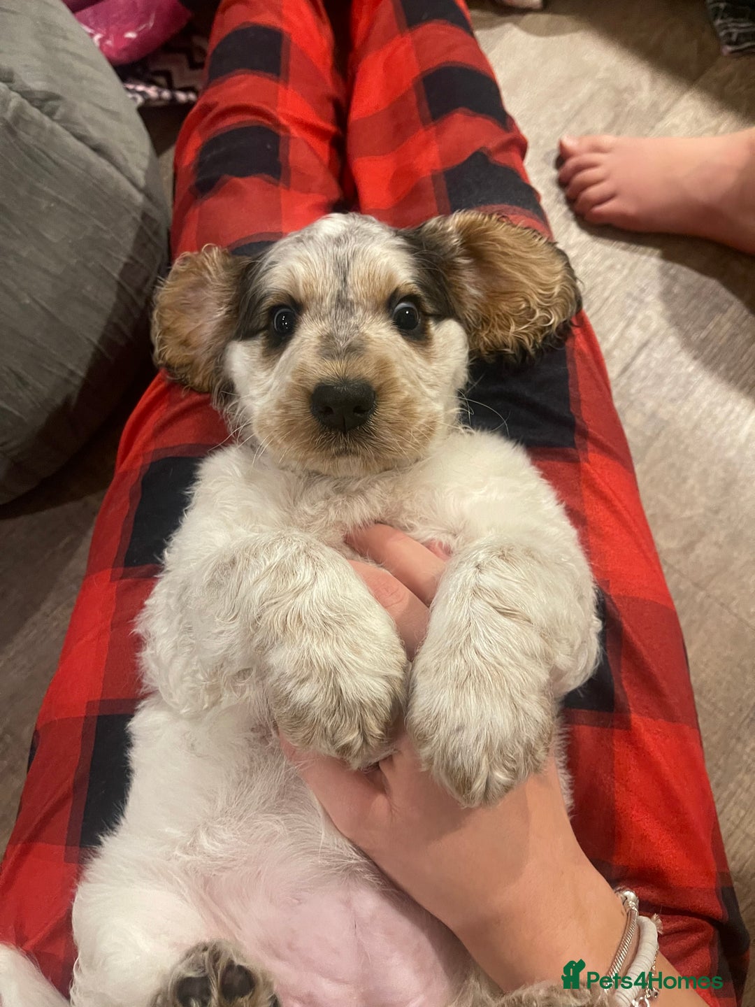 Cockapoo dogs for sale: ⭐️ Outstanding cockapoo female puppy ⭐️  - Advert 8