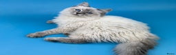 Ragdoll cats for sale: 💙 STUNNING GCCF GRCH SIRED RAGDOLL KITTENS 💙 - Advert 37