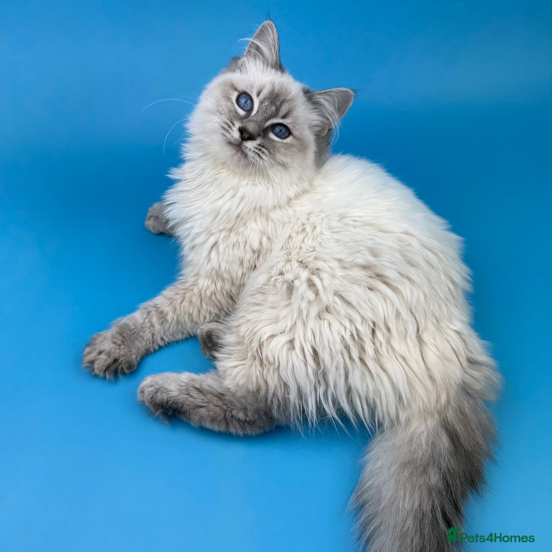 Ragdoll cats for sale: 💙 STUNNING GCCF GRCH SIRED RAGDOLL KITTENS 💙 - Advert 37