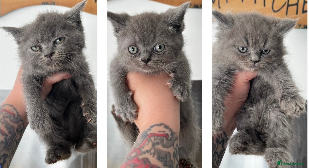 Persian cats Persian x Exotic/Ragdoll mix - Advert 22