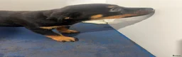 Rottweiler dogs for sale: Rottweiler Puppies Pure Breed in Halifax - Advert 4