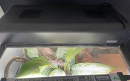Gecko reptiles for sale: Full Bio Active set up with Crested Gecko - Image 5
