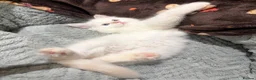 Ragdoll cats for sale: Ragdoll Kittens for sale 🖤 - Advert 2