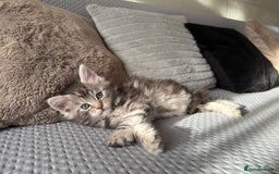 Maine Coon cats for sale: XL Russian Lines TICA registered Maine Coon Boy - Image 15