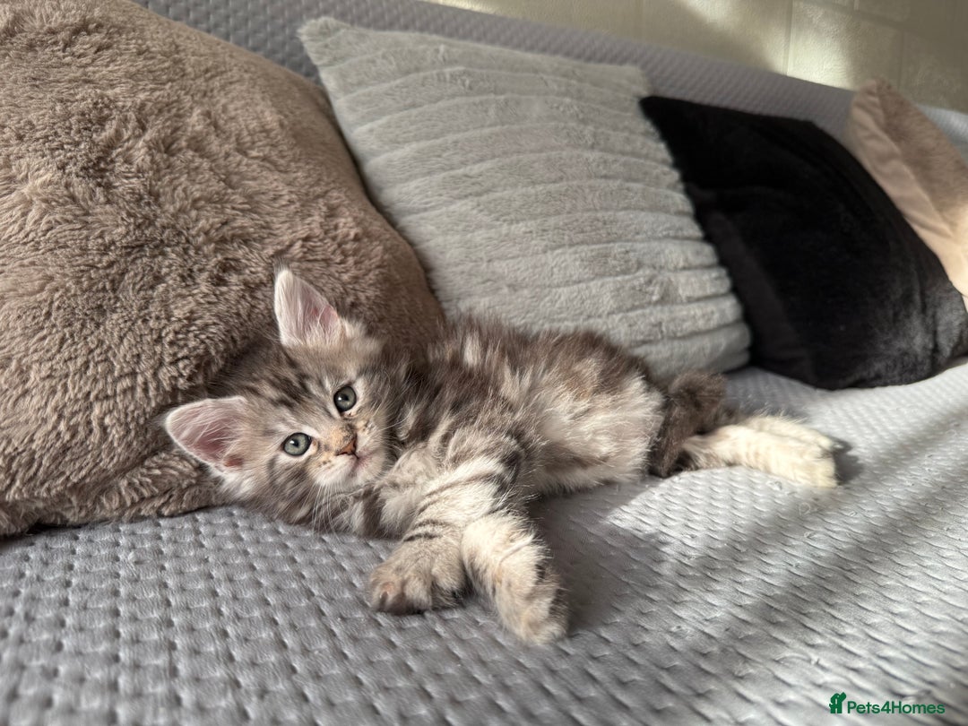 Maine Coon cats for sale: XL Russian Lines TICA registered Maine Coon Boy - Image 15