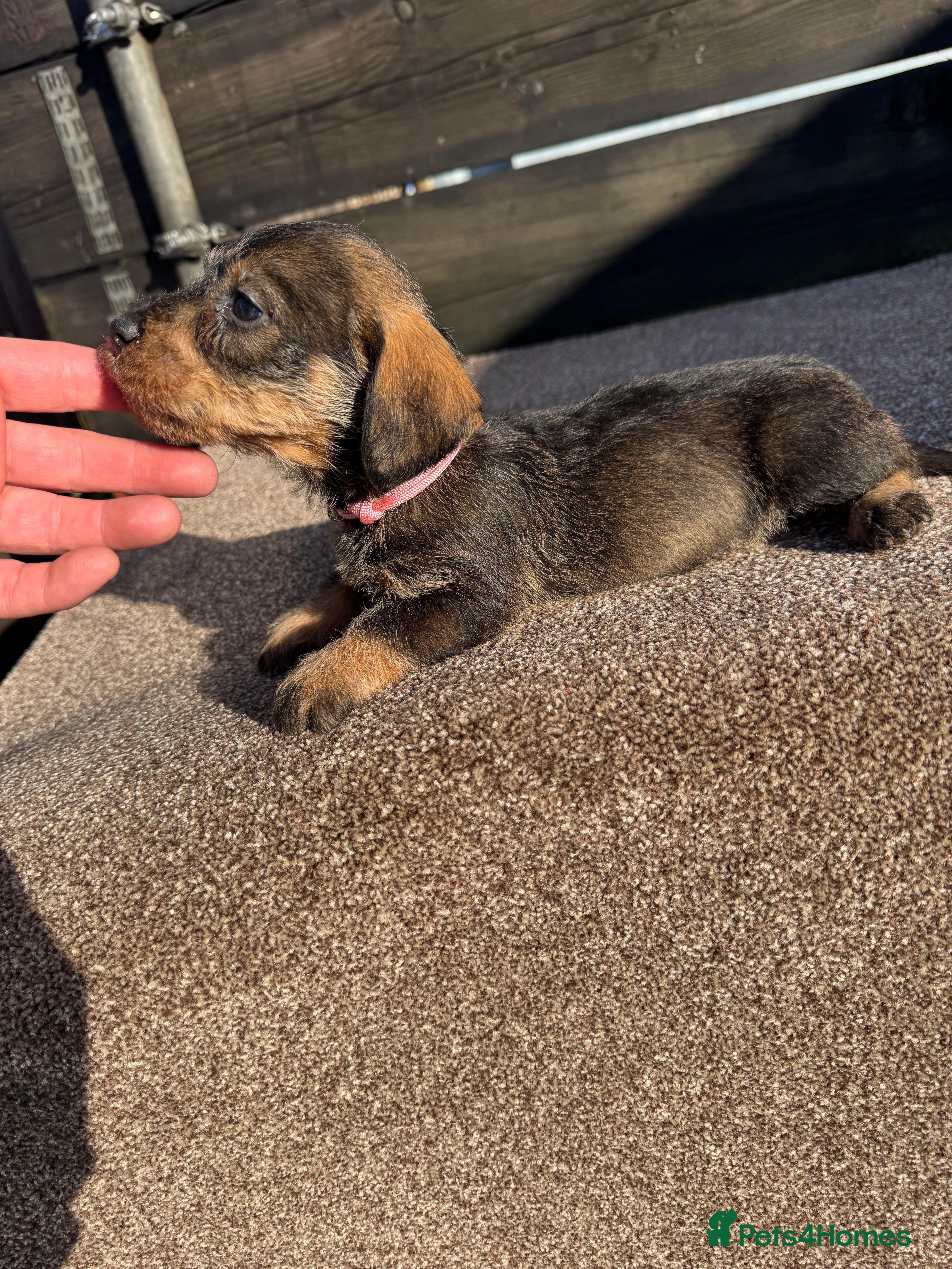 Dachshund dogs Teckel pups  - Advert 2