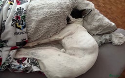 Mixed Breed dogs for sale: Energetic collie cross GSD needs a loving home - Advert 2