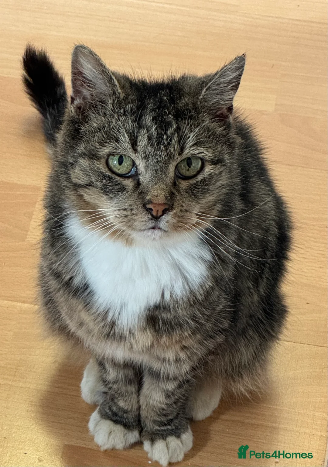 Mixed Breed cats for sale: Forever home needed - Advert 1