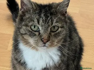 Mixed Breed cats Forever home needed - Advert 1