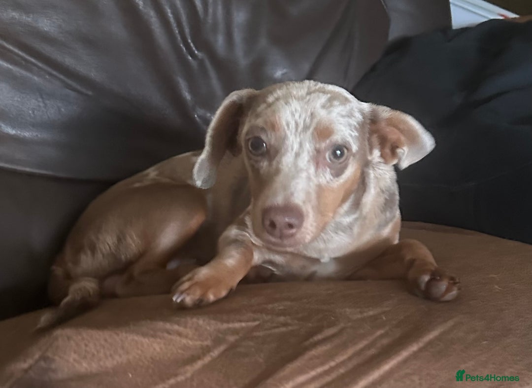 Mixed Breed dogs for sale: Rehome 6 month old female cheweenie - Image 2