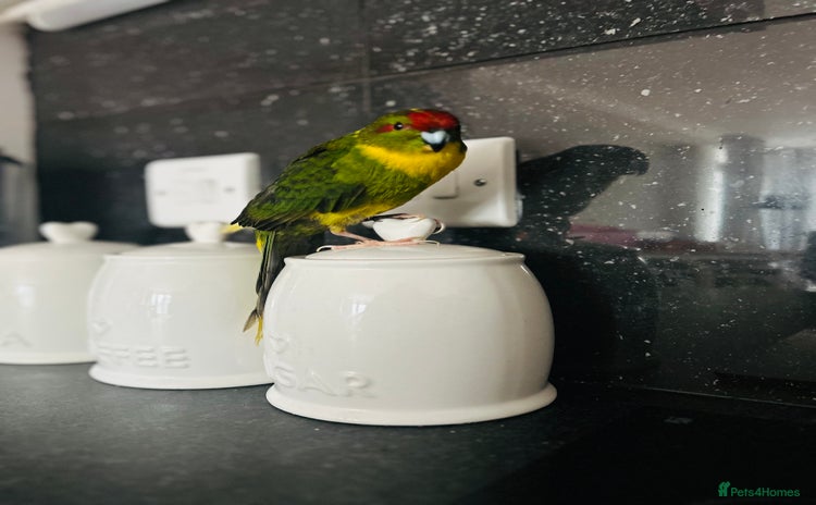 Parrots birds - Advert 2