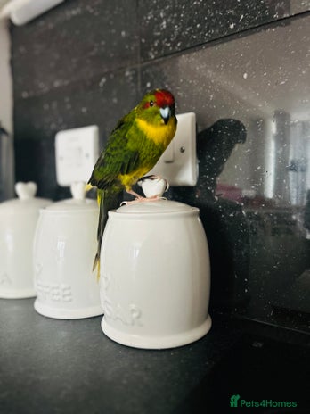 Parrots birds - Advert 2