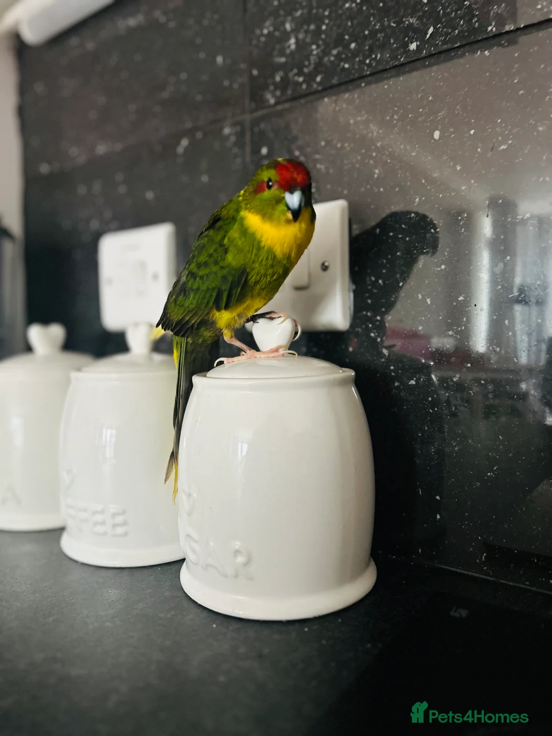 Parrots birds for sale: Girl kakariki with cage - Advert 1