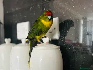 Parrots birds Girl kakariki with cage - Advert 13