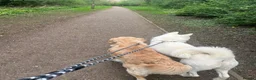 Golden Retriever dogs for sale: Two Loving Dogs Looking for Their Forever Home  - Advert 5