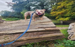 American Bully dogs for sale: Rehome my American Pocket Bully :( - Image 3