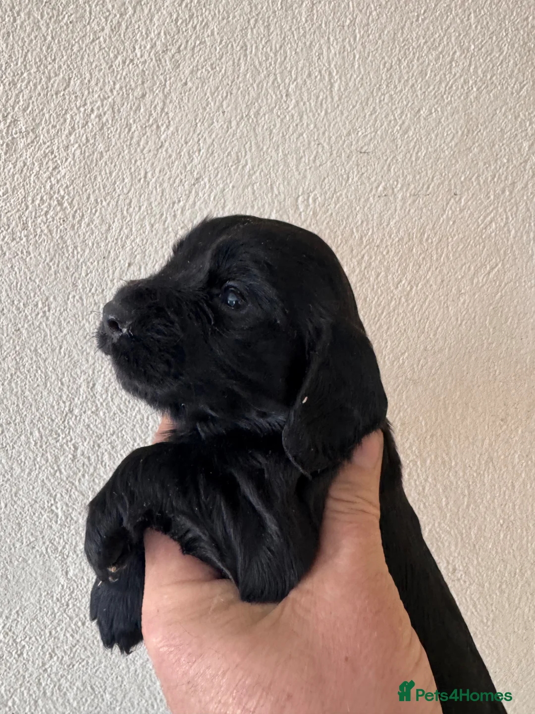 Cocker Spaniel dogs for sale: Working cockers spaniel  - Advert 9